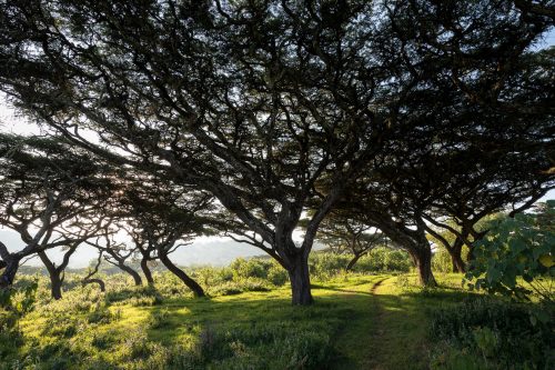 Bäume im Lemala Camp am Rand des Ngorongoro-Kraters, Tansania