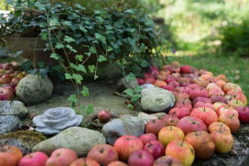 Herbstimpression mit reifen Äpfeln